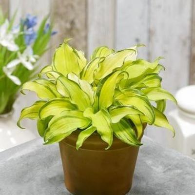 Hosta 'Gravity Rocks'